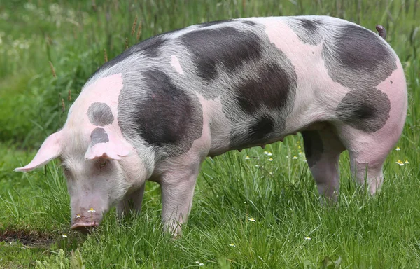 Beautiful Young Petrain Breed Pig Posing Summer Meadow — Stock Photo, Image