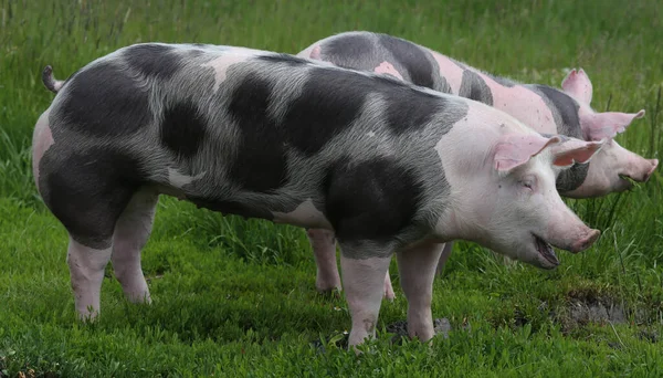 斑点皮特里安品种猪在牧场放牧 — 图库照片