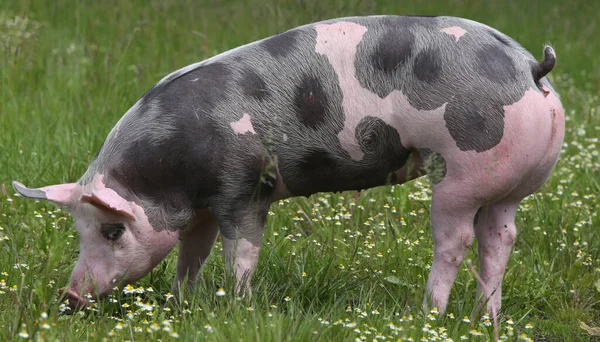 Cerdo Joven Pastando Solo Escena Rural Los Pastos Verano —  Fotos de Stock