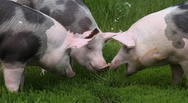 Primer Plano Los Cerdos Domésticos Cuando Pastan Prado — Foto de Stock