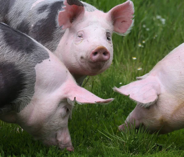 Primo Piano Dei Suini Domestici Pascolo Sul Prato — Foto Stock