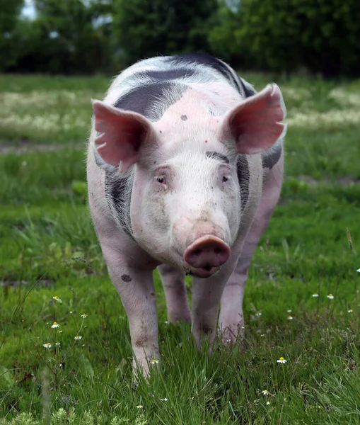 Household Domestic Pigs Lives Animal Husbandry Farm Organic Livestock Breeding — Stock Photo, Image