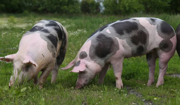 Domácí Prasata Žijí Chovatelské Farmě Ekologický Chov Hospodářských Zvířat Odvětvím — Stock fotografie