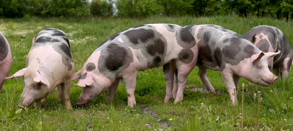  Household domestic pigs lives on animal husbandry farm. Organic livestock breeding is branch of animal husbandry