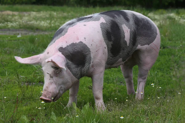 Porcos Domésticos Casa Vivem Fazenda Criação Animais Pecuária Biológica Ramo — Fotografia de Stock