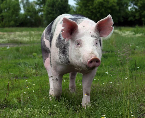 Les Porcs Domestiques Vivent Dans Une Ferme Élevage Élevage Biologique — Photo