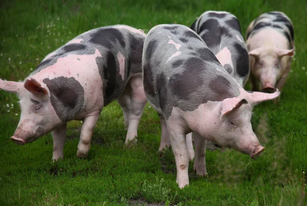 Household domestic pigs lives on animal husbandry farm. Organic livestock breeding is branch of animal husbandry