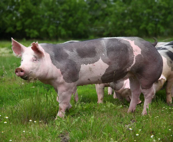 家猪生活在畜牧业农场里 有机畜牧业是畜牧业的一个分支 — 图库照片