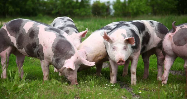 Домашні Свині Живуть Тваринницькій Фермі Органічне Тваринництво Галузь Тваринництва — стокове фото