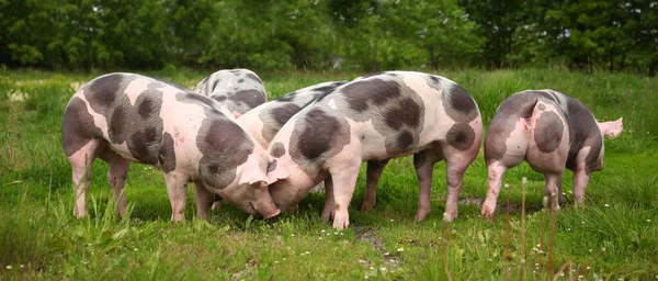 Świnie Domowe Mieszkają Farmie Hodowlanej Zwierząt Hodowla Ekologiczna Jest Gałęzią — Zdjęcie stockowe