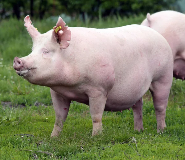 健康的小猪在绿色的草地上生长夏天 — 图库照片