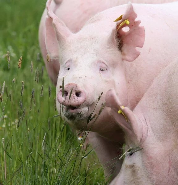 Jeunes Porcs Bonne Santé Poussant Sur Prairie Verte Été — Photo