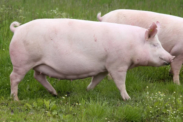 健康的小猪在绿色的草地上生长夏天 — 图库照片