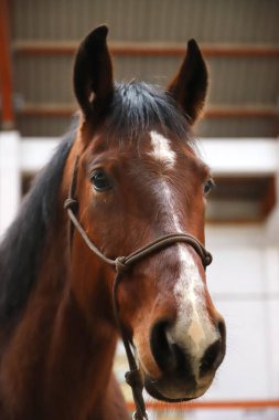 Binicilik sahasında okul atı etkinliği. Antrenman antrenmanı sırasında atın kafasından vurulmuş.