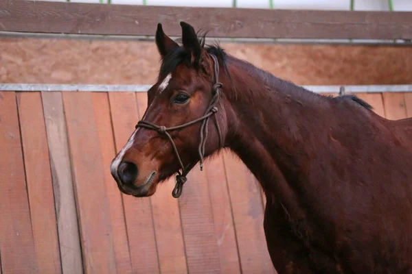 Cavallo Sella Giovane Colore Marrone Attesa Cavalieri Testa Una Giovane — Foto Stock