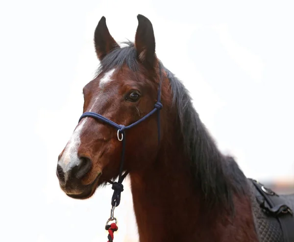 Retrato Uma Cabeça Cavalo Jovem Raça Pura Encerramento Jovem Cavalo — Fotografia de Stock
