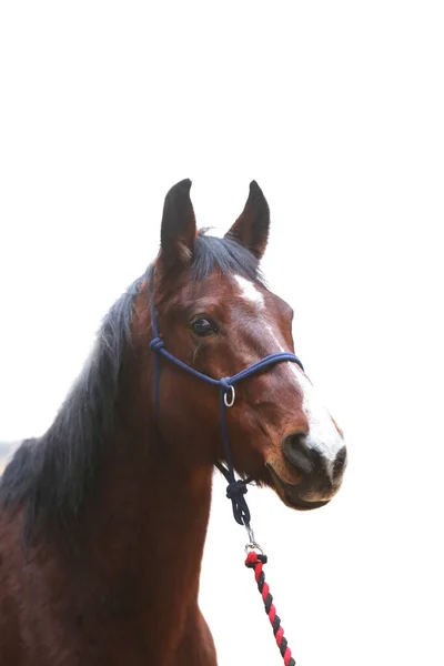 Portrét Čistokrevného Mladého Koně Detailní Záběr Mladého Domácího Koně Bílém — Stock fotografie