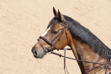 Şov atlama etkinliğindeki güzel bir atın portresi. Doğal arka planda gösteriş yapan bir atın yan görüntüsü.