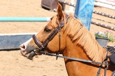 Şov atlama etkinliğindeki güzel bir atın portresi. Doğal arka planda gösteriş yapan bir atın yan görüntüsü.