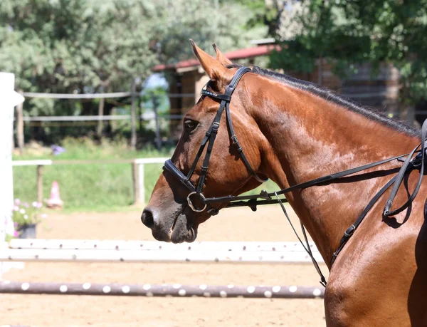 Kopfschuss Porträt Nahaufnahme Eines Schönen Sportpferdes Auf Einem Springturnier Seitenansicht — Stockfoto