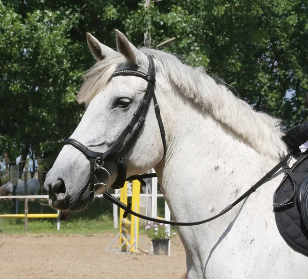 ショージャンプイベントで美しいスポーツ馬のヘッドショット肖像画を閉じます 自然を背景にしたシャワージャンパー馬のサイドビューヘッドショット — ストック写真