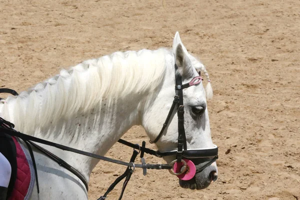 Retrato Tiro Cabeça Perto Belo Cavalo Esporte Evento Salto Show — Fotografia de Stock