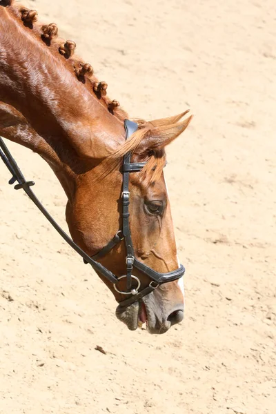 Ritratto Della Testa Ritratto Vicino Bellissimo Cavallo Sportivo Mostra Evento — Foto Stock