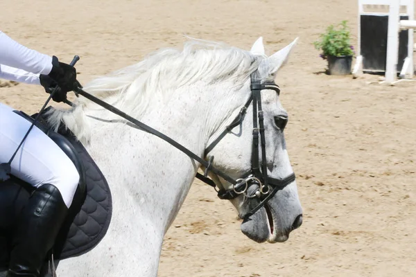 Portrait Gros Plan Beau Cheval Sport Saut Obstacles Vue Latérale — Photo