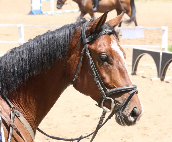 ショージャンプイベントで美しいスポーツ馬のヘッドショット肖像画を閉じます 自然を背景にしたシャワージャンパー馬のサイドビューヘッドショット — ストック写真