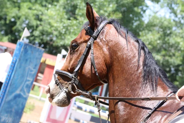 ショージャンプイベントで美しいスポーツ馬のヘッドショット肖像画を閉じます 自然を背景にしたシャワージャンパー馬のサイドビューヘッドショット — ストック写真