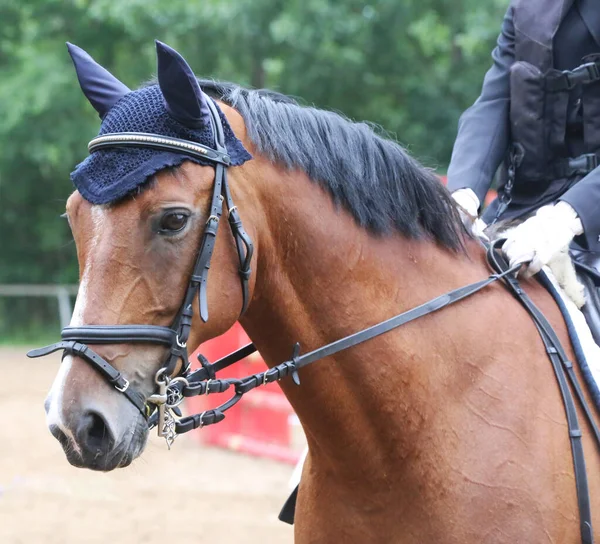 Κεφάλι Πυροβόλησε Πορτρέτο Κοντά Ενός Όμορφου Αθλητισμού Άλογο Στο Show — Φωτογραφία Αρχείου