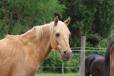 Saf, genç bir atın başı. Yazın kırsal hayvan çiftliğinde doğal bir geçmişi var.