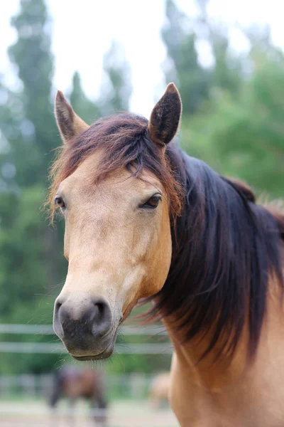 Testa Giovane Cavallo Razza Pura Sfondo Naturale Fattoria Animale Rurale — Foto Stock