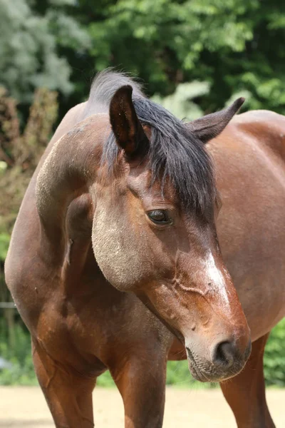 Cabeza Caballo Joven Raza Pura Sobre Fondo Natural Granja Rural —  Fotos de Stock