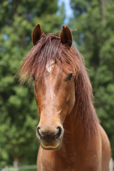 Head Purebred Young Horse Natural Background Rural Animal Farm Summertime — Stock Photo, Image