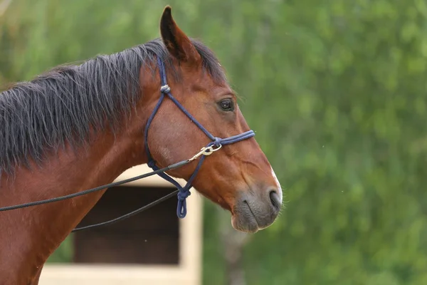 Cabeza Caballo Joven Raza Pura Sobre Fondo Natural Granja Rural — Foto de Stock