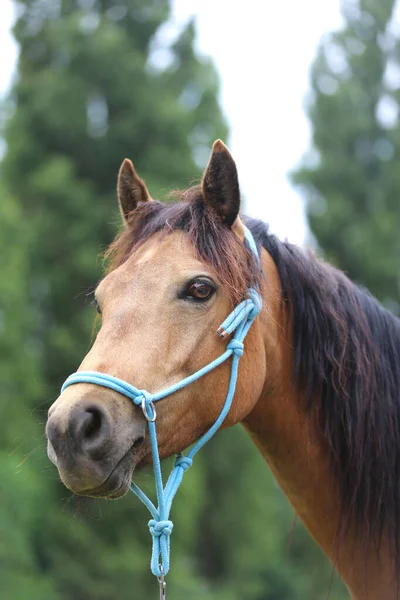 Cabeça Cavalo Jovem Raça Pura Fundo Natural Fazenda Animal Rural — Fotografia de Stock