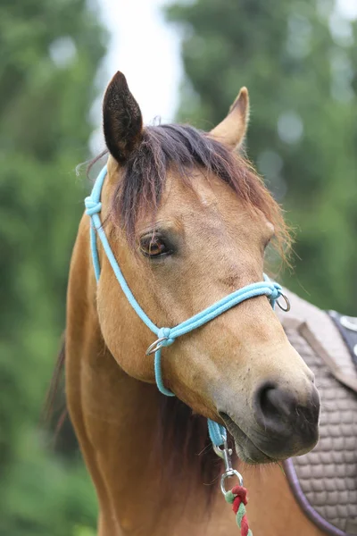 Hlava Čistokrevného Mladého Koně Přírodním Pozadí Venkovské Farmě Zvířat Léto — Stock fotografie