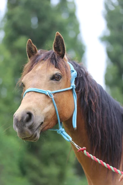 田舎の動物農場で自然の背景にある純血種の若い馬の頭夏の屋外 — ストック写真