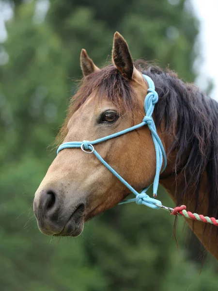 Head Purebred Young Horse Natural Background Rural Animal Farm Summertime — Stock Photo, Image