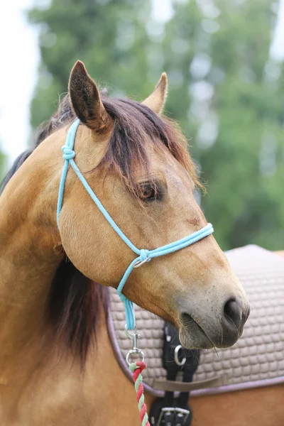 Kopf Eines Reinrassigen Jungen Pferdes Mit Natürlichem Hintergrund Auf Einem — Stockfoto