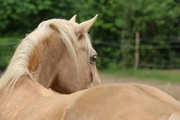 Testa Giovane Cavallo Razza Pura Sfondo Naturale Fattoria Animale Rurale — Foto Stock