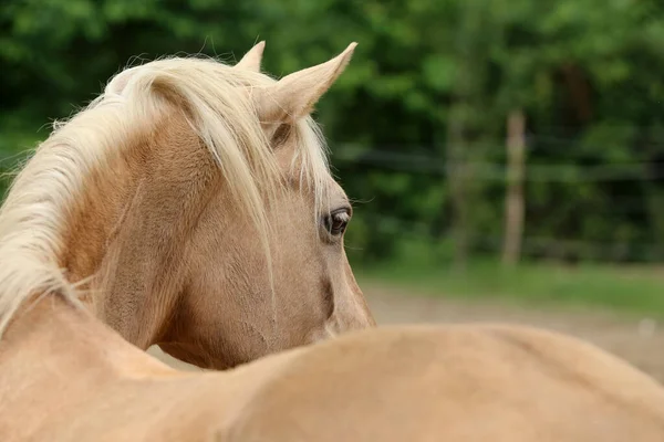Голова Чистокровной Молодой Лошади Естественном Фоне Сельской Животноводческой Ферме Летом — стоковое фото