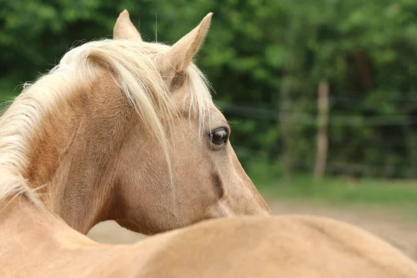 田舎の動物農場で自然の背景にある純血種の若い馬の頭夏の屋外 — ストック写真