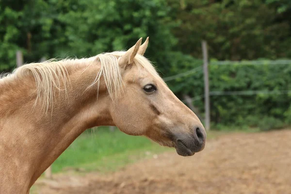 Cabeza Caballo Joven Raza Pura Sobre Fondo Natural Granja Rural —  Fotos de Stock