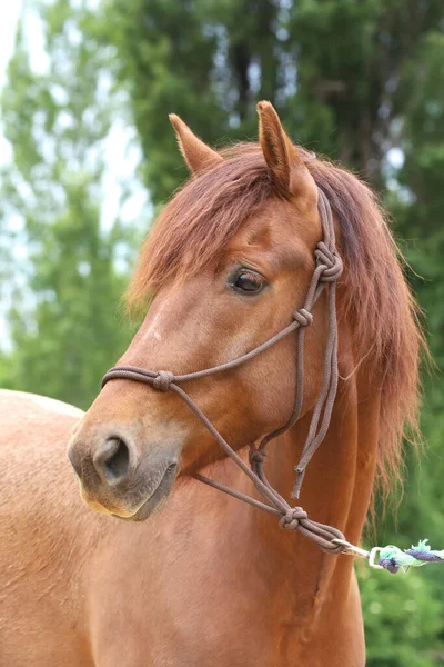 Saf Genç Bir Atın Başı Yazın Kırsal Hayvan Çiftliğinde Doğal — Stok fotoğraf
