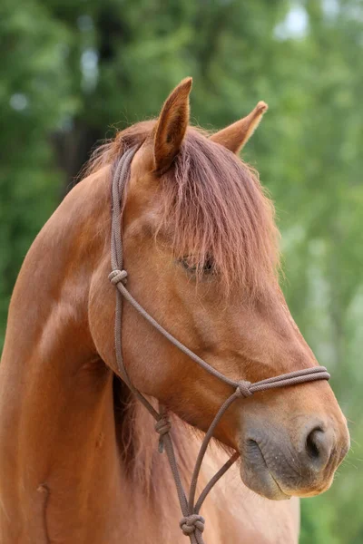 Kopf Eines Reinrassigen Jungen Pferdes Mit Natürlichem Hintergrund Auf Einem — Stockfoto