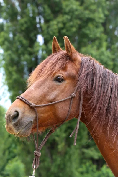 田舎の動物農場で自然の背景にある純血種の若い馬の頭夏の屋外 — ストック写真