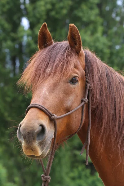 田舎の動物農場で自然の背景にある純血種の若い馬の頭夏の屋外 — ストック写真