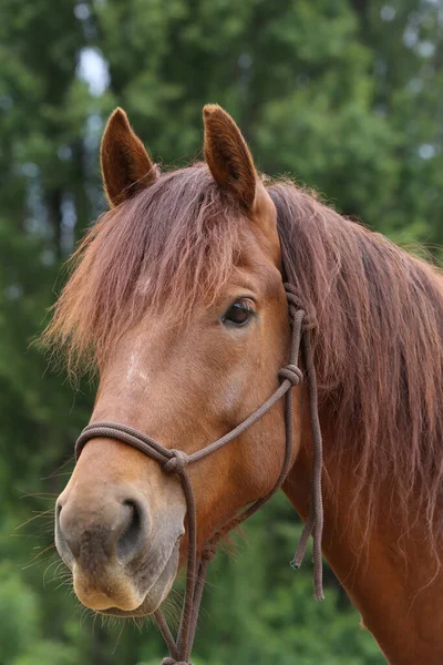 Cabeça Cavalo Jovem Raça Pura Fundo Natural Fazenda Animal Rural — Fotografia de Stock